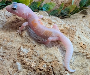 Leopard Gecko enz 26 