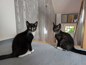 2 Jungkatzen in liebevolle Hände abzugeben 