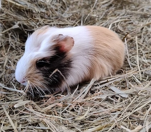Meerschweinchen Auswahl mehrere Weibchen 8 Wochen 