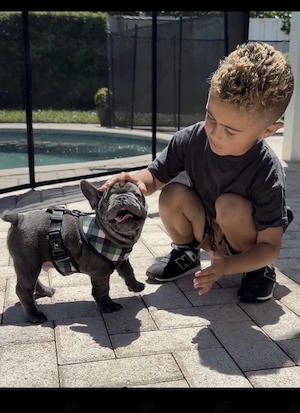 Französische Bulldoggen Welpen 