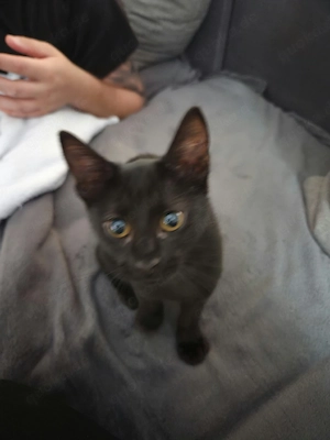 kitten schwarz  weibchen  katzen baby
