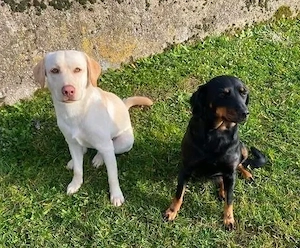 Wurfankündigung Labrador-Mix welpen (20.nov)