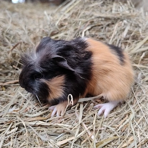Meerschweinchen Auswahl mehrere Böcke 8 Wochen 