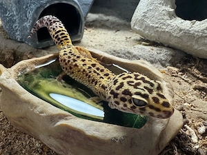 Leopardgeckos zu verschenken