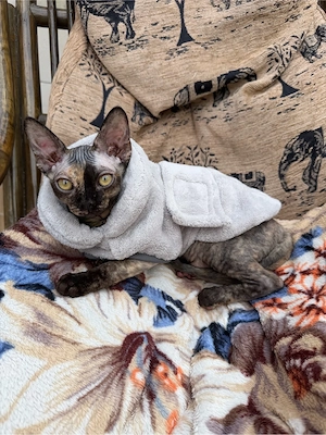 devon rex Kitten  , FIFE Stammbaum LP