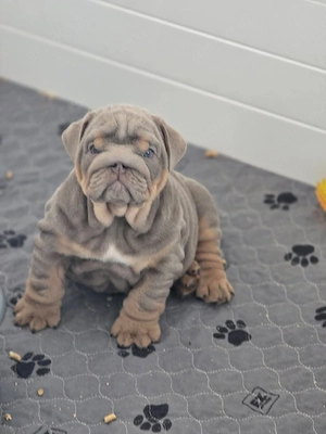 Englische Bulldoggen zur Adoption