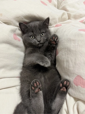BKH Kitten weibchen abgebebereit