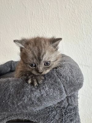 Britisch Kurz Haar Kitten 