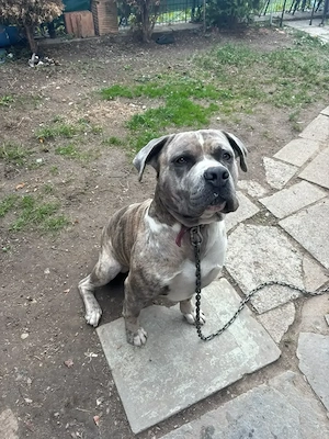 Kimbo sucht eine neues zuhause   