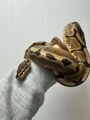 Königspython (Python regius) * Geschlecht: Weibchen (0.1) * Morph: Spider  100 % het Axanthic (TSK)
