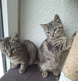 Drei süße  Mit  Kitten 