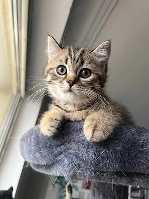 BKH Kitten 