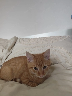 kater jung 