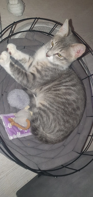 Kitten männlich 