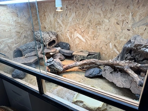 3 Leopardgeckos anzugeben  zusamen  einzeln  terrarium