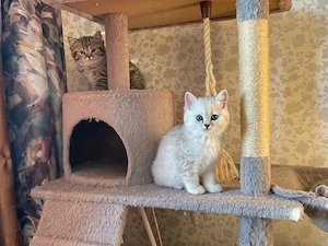 Süsse BKH- Kitten suchen ein liebevolles Zuhause