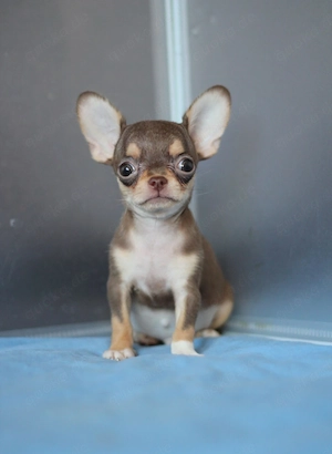 Süßes Chihuahua-Mädchen sucht ein liebevolles Zuhause