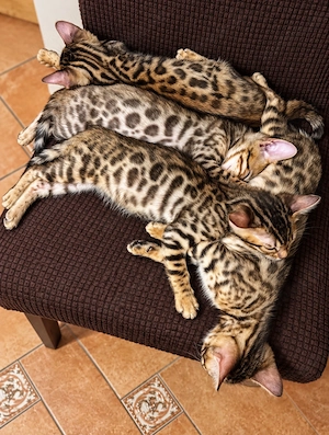 Bengalkatzen   2 Monate alt, geimpft.