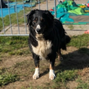 Wir suchen einen hübschen Aussie-Rüden für unsere Aurora!