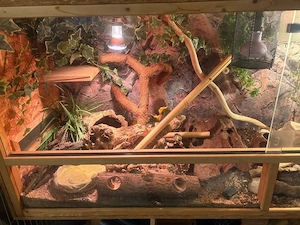 Kornnatter mit Terarium 