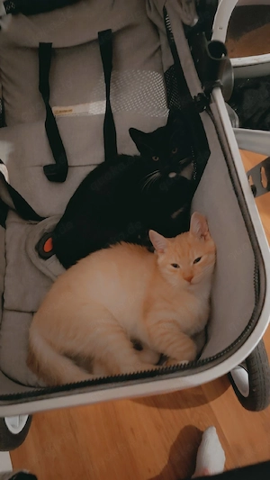 süße katze 