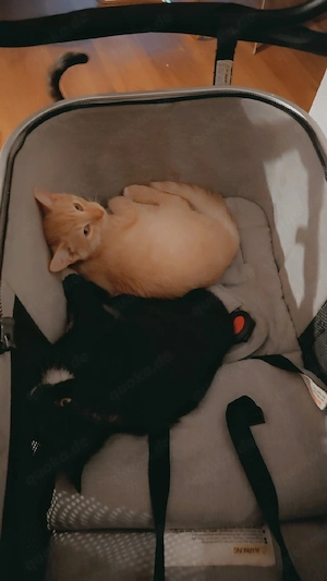 zwei süße katzenbrüder 