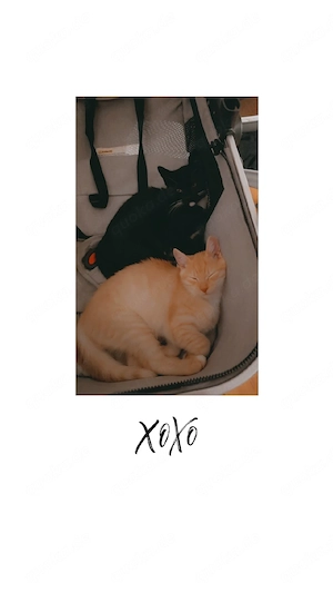 2 süße katar 