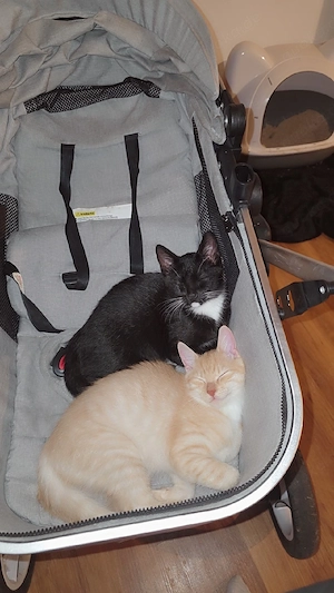 süße Katzenbrüder 