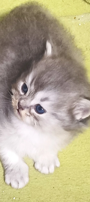 Britisch Kurzhaar Kitten
