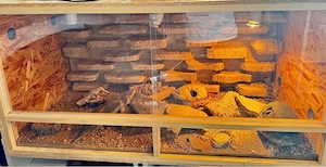 Terrarium mit 4 Leopardgecko Weibchen