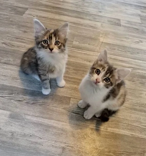Katzenbabys suchen zuhause 