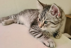  Süsser Schmusekater - Perser-Mix 
