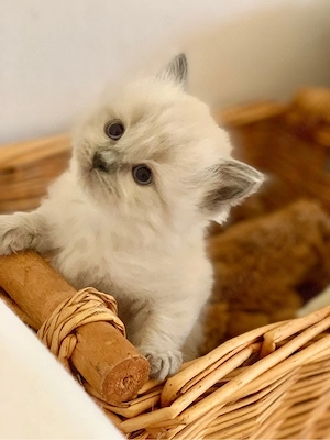 Reinrassige typvolle Ragdoll Kitten Familienkatzen blaue Augen