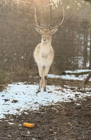 Damwild zu verkaufen 