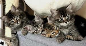 Britisch Kurzhaar Kitten mix 