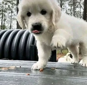 Liebevolle Golden-Retriever-Welpen suchen ein Zuhause fürs Leben 