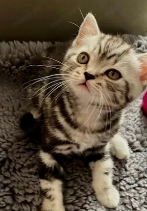 Britisch kurzhaar Kitte