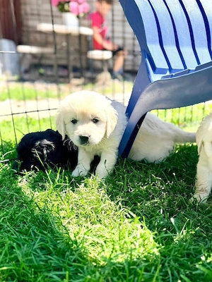  Wunderschöne Golden-Retriever-Welpen   3 Monate alt und voller Lebensfreude!