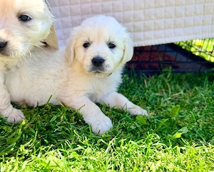  Wunderschöne Golden-Retriever-Welpen   3 Monate alt und voller Lebensfreude!