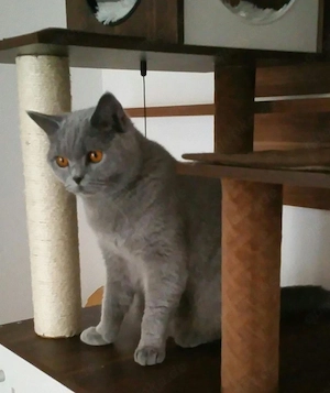 BKH Katzen(Blutgruppe B)