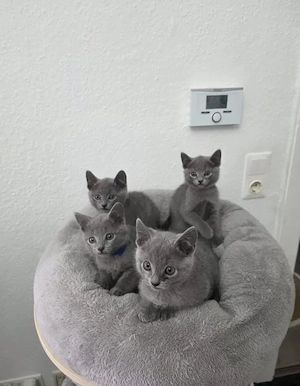 4 reinrassige gesunde Russisch- Blau Kitten (3x m + 1x w )