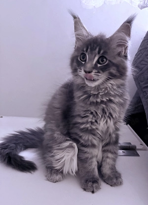 Maine Coon Katze 