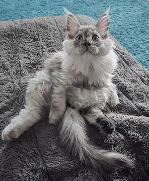 Typvolle Maine-Coon-Kitten in Extrajacke!