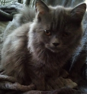 junger kater
