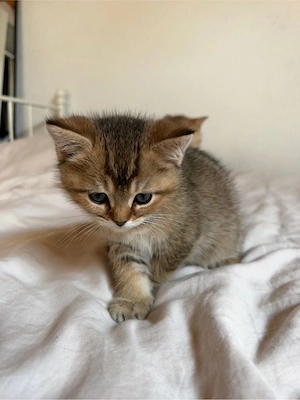 BKH Katzenbabys Kitten 