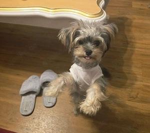 Yorkshire terrier rude 