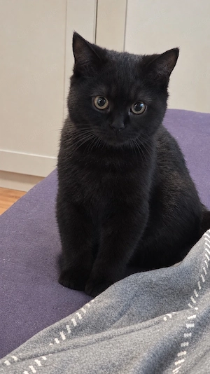 bkh kitten