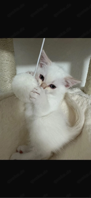 kitten babys 
