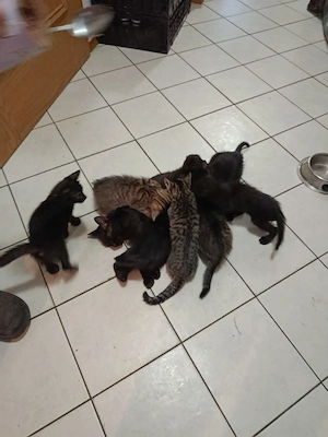 Katzen-Babys Hauskatzen 