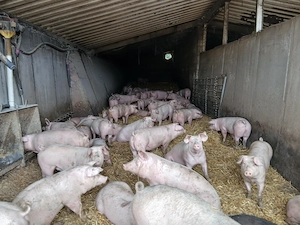 Jetzt zu Weihnachten Schweine zum selbst schlachten 
